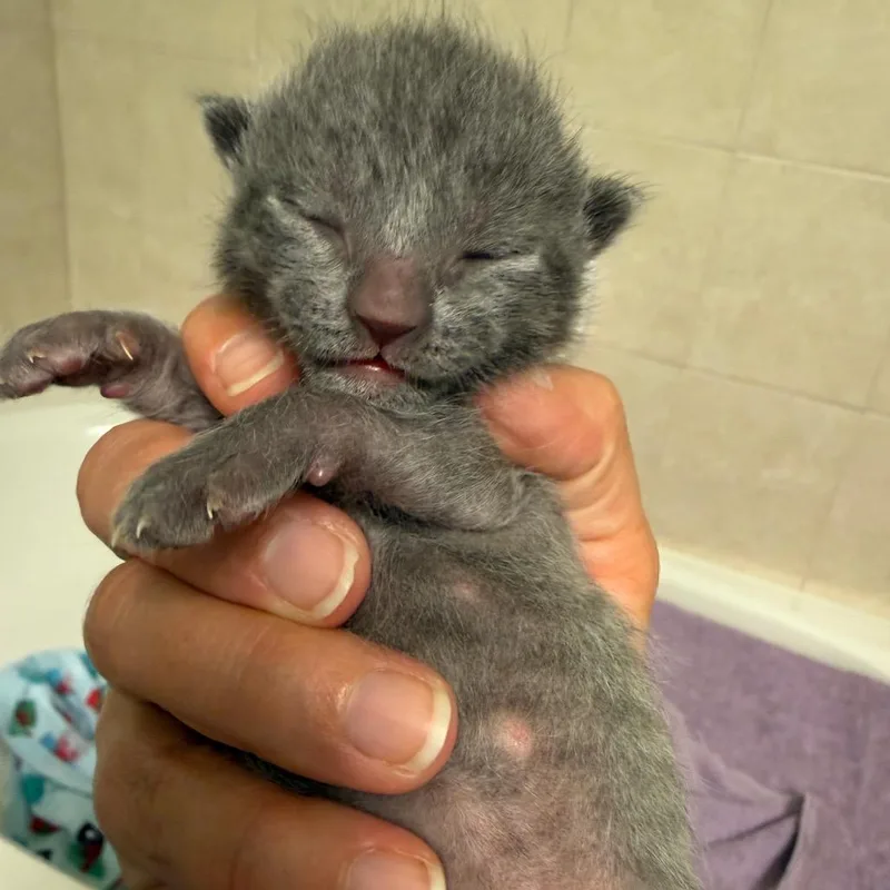 Teddy thumbnail 2