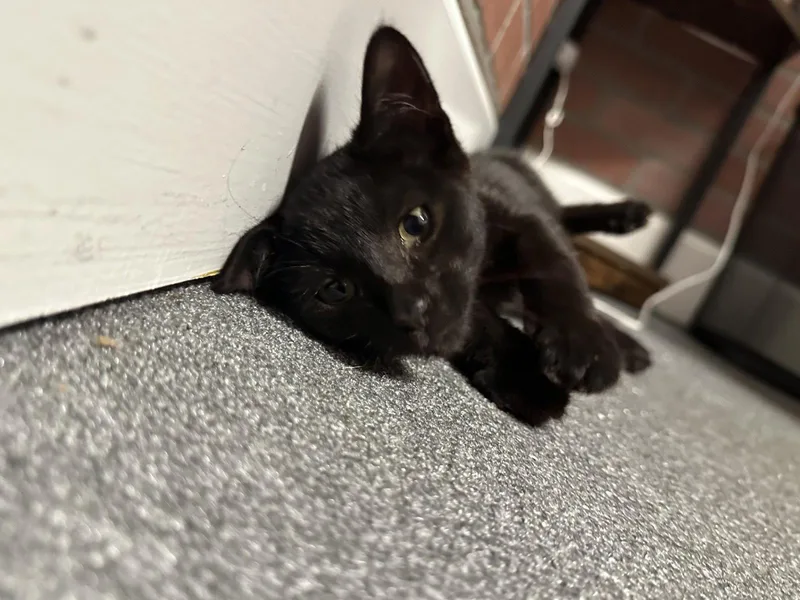 A baby medium-sized male Black Domestic Short Hair cat named Nori for adoption in Los Angeles, CA