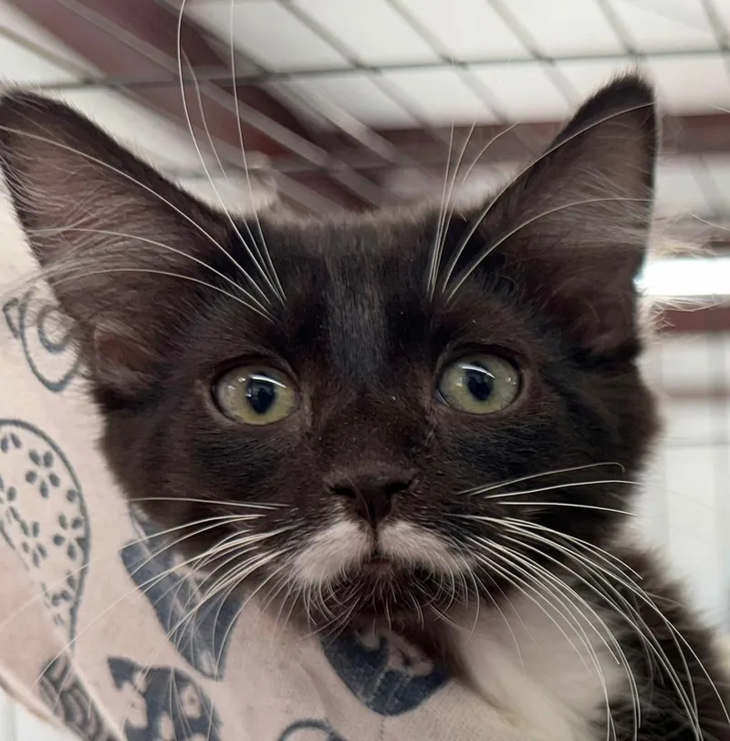 A baby medium-sized female Tuxedo cat named Cookie for adoption in Horseshoe Bend, AR
