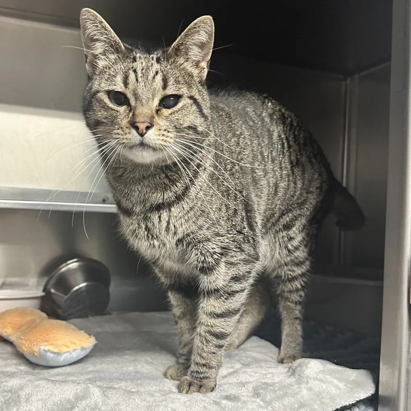 An adult large-sized male Brown / Chocolate Domestic Short Hair cat named FiddleStix Union Petsense for adoption in Union, MO