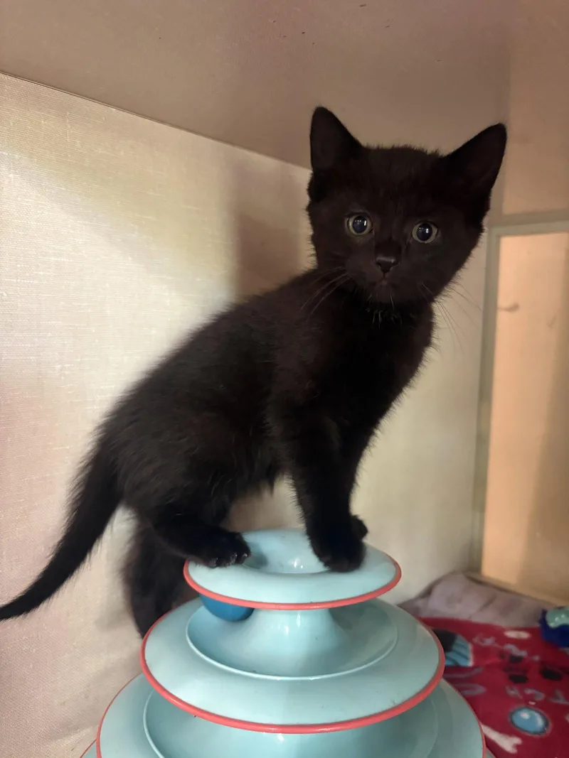 A baby medium-sized female Black Domestic Short Hair cat named Cinder for adoption in Yardley, PA