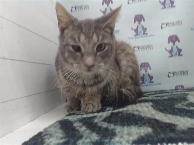 An adult small-sized male Domestic Short Hair cat named Sokka for adoption in Orlando, FL