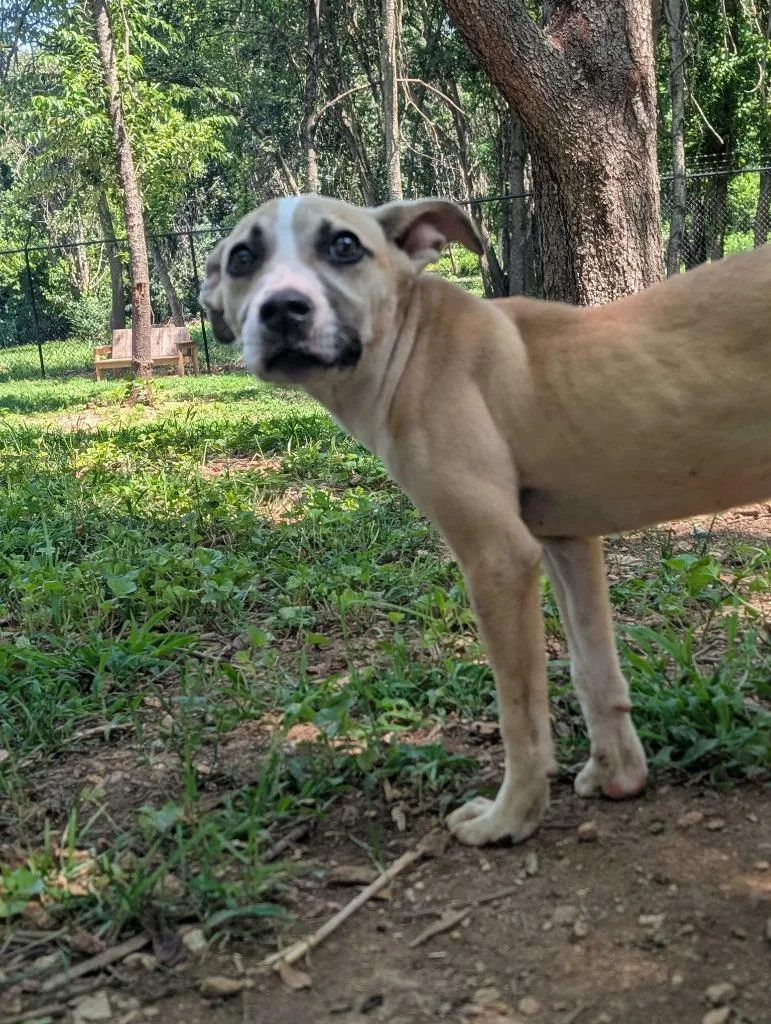 A baby medium-sized female Pit Bull Terrier dog named Braelynn for adoption in Athens, AL