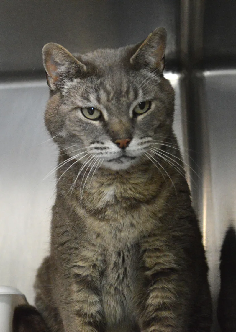 A senior large-sized male Tabby (Gray / Blue / Silver) Domestic Short Hair cat named Woolworth for adoption in House Springs, MO