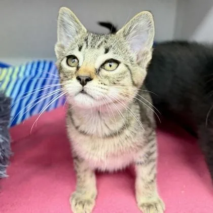 A baby small-sized male Black Domestic Short Hair cat named Capricorn for adoption in Atlanta, GA
