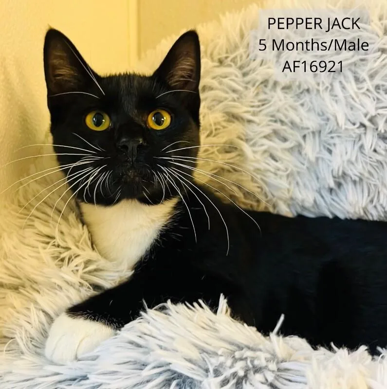 Pepper Jack