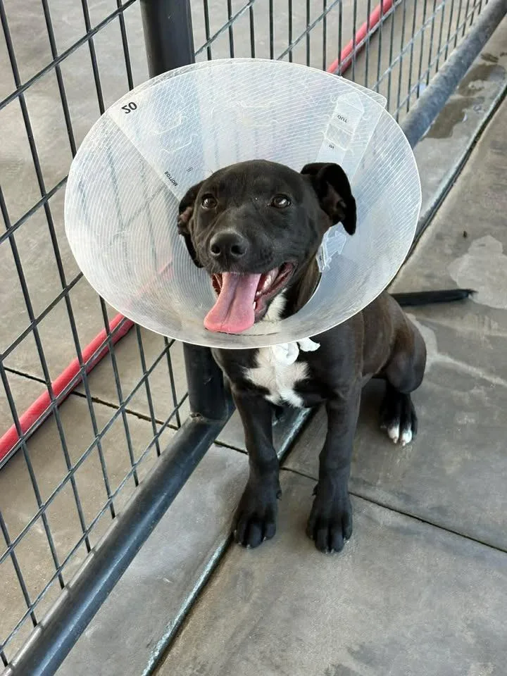 A baby medium-sized female Mixed Breed dog named Gabby for adoption in Ocala, FL