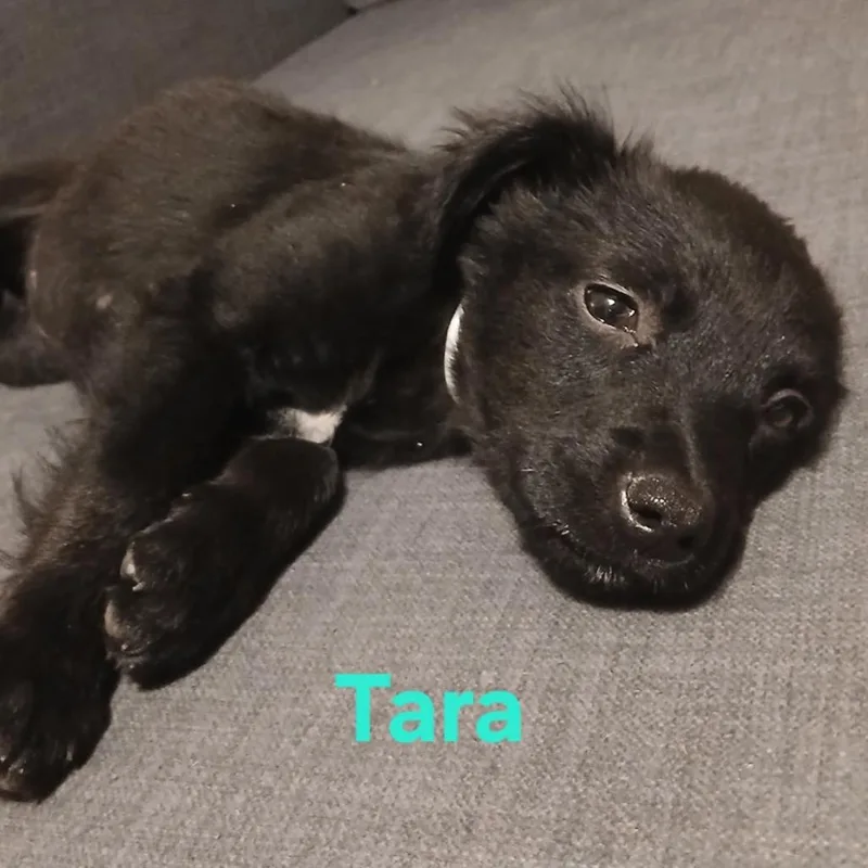 A baby medium-sized female Black Labrador Retriever dog named Tara for adoption in Floresville, TX