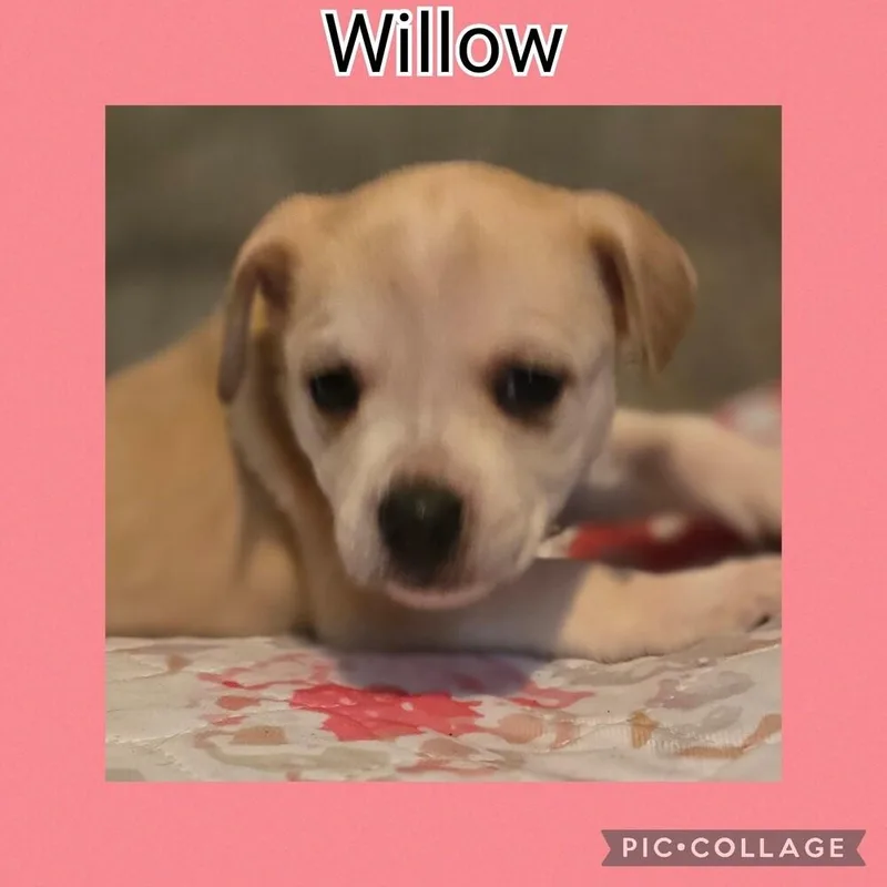Willow thumbnail 2