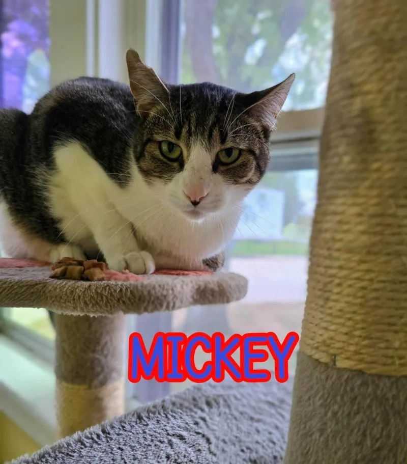 Mickey thumbnail 3