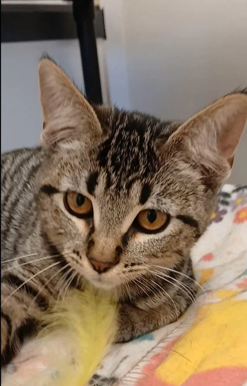 A baby medium-sized female Tabby cat named Rapunzel for adoption in Bay City, MI
