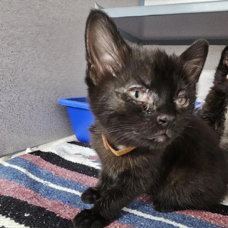 A baby small-sized female Black Domestic Short Hair cat named Pina Colada for adoption in Evansville, IN