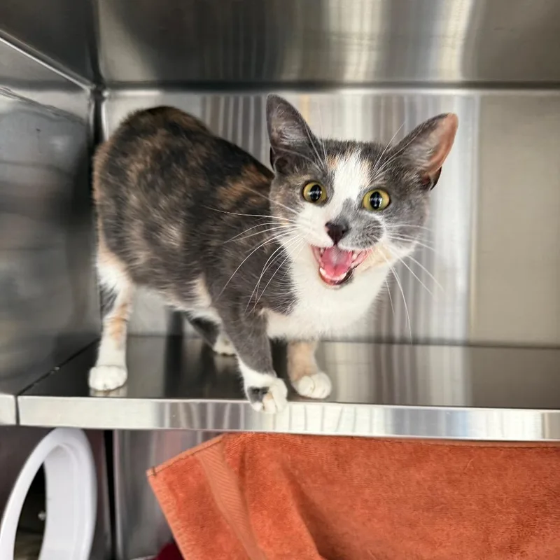 A young medium-sized female Calico Domestic Short Hair cat named Mouse for adoption in Pittsburgh, PA
