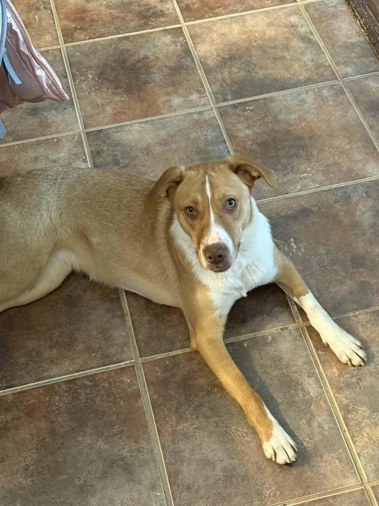An adult medium-sized female Tricolor (Brown, Black, & White) Labrador Retriever dog named Daisy for adoption in Lexington, TN