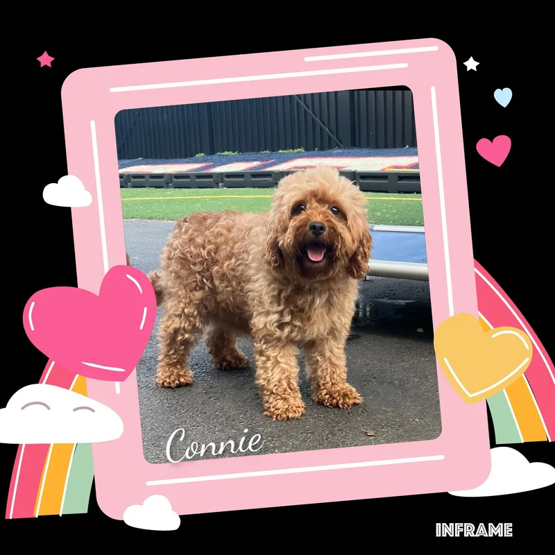 An adult small-sized female Golden Cavapoo dog named Connie for adoption in Fredericksburg, VA