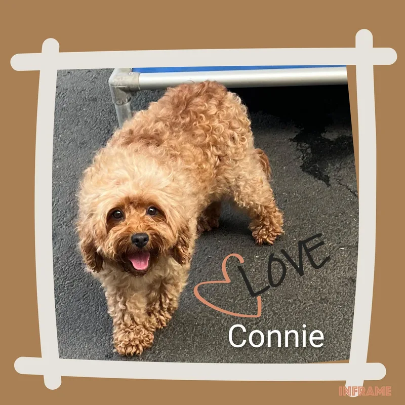 Connie thumbnail 2