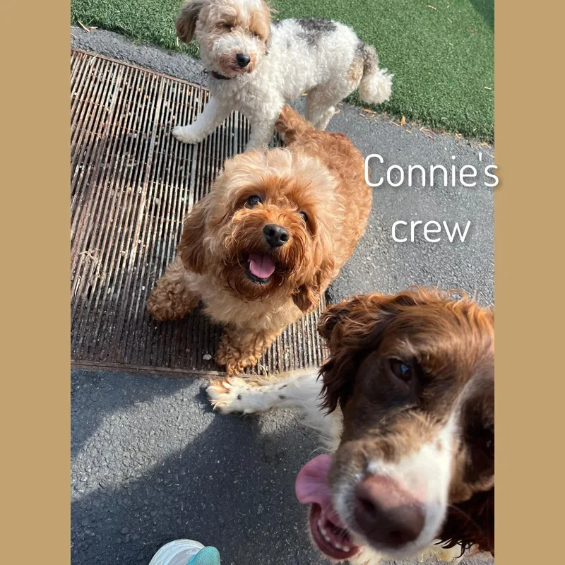 Connie thumbnail 3