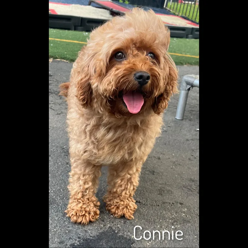 Connie thumbnail 6