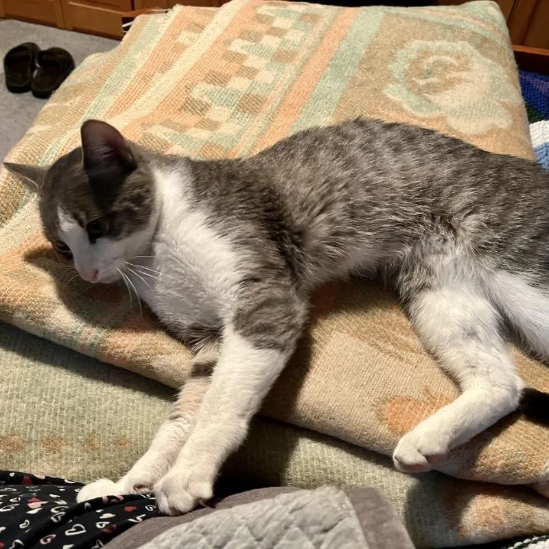 An adult medium-sized male Gray / Blue / Silver Domestic Short Hair cat named Vander C for adoption in Minnetonka, MN