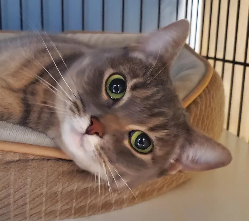 An adult medium-sized female Tabby (Gray / Blue / Silver) Domestic Short Hair cat named Scout for adoption in Spokane Valley, WA