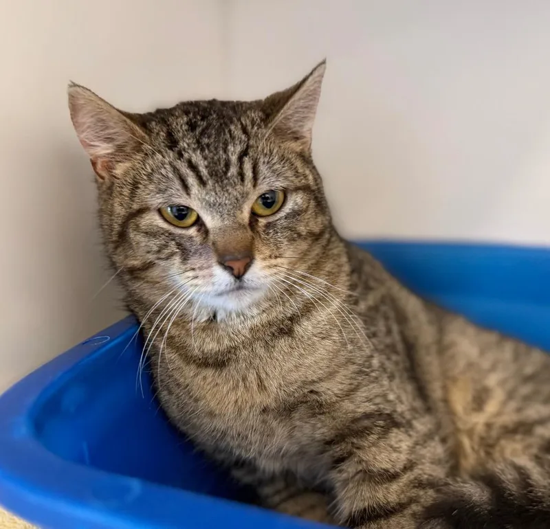 A baby small-sized female Domestic Short Hair cat named Sawyer for adoption in Columbia, IL