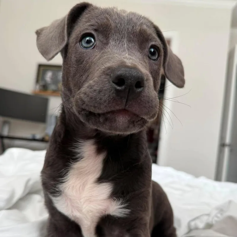 A baby large-sized male Gray / Blue / Silver Pit Bull Terrier dog named Buzz for adoption in Bryan, TX