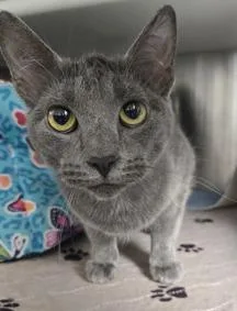 An adult medium-sized female Gray / Blue / Silver Domestic Short Hair cat named Dove for adoption in Waldport, OR