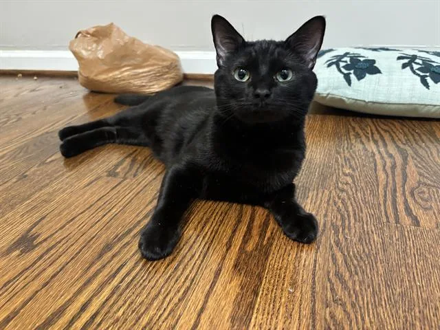 An adult medium-sized male Domestic Short Hair cat named Kiko for adoption in Charlotte, NC