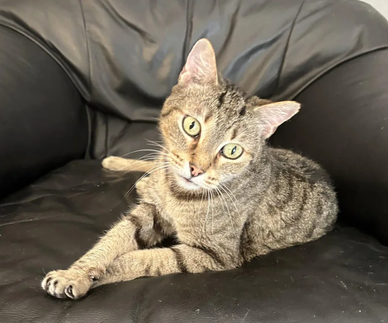 A senior medium-sized female Domestic Short Hair cat named Lucy Andrews for adoption in Kansas City, MO