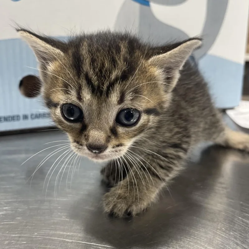 A baby small-sized female Brown / Chocolate Domestic Short Hair cat named Destiny for adoption in Tampa, FL