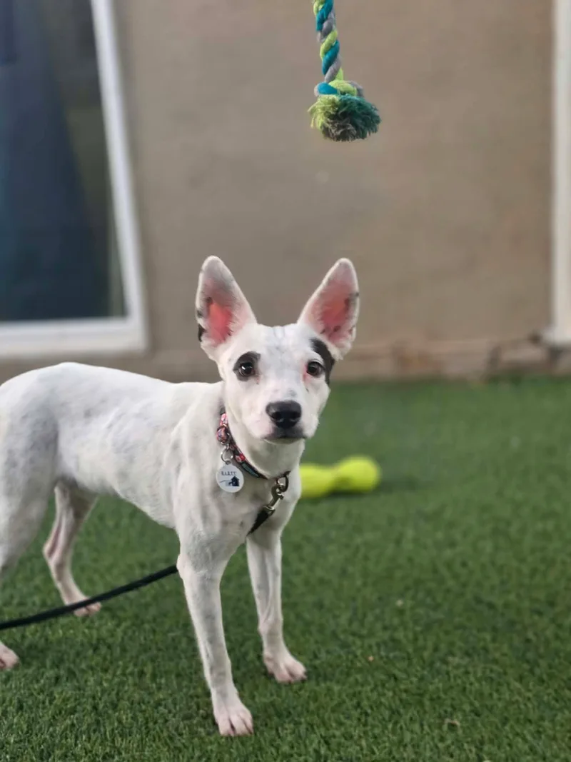 A baby small-sized male Jack Russell Terrier dog named Walker for adoption in Phoenix, AZ