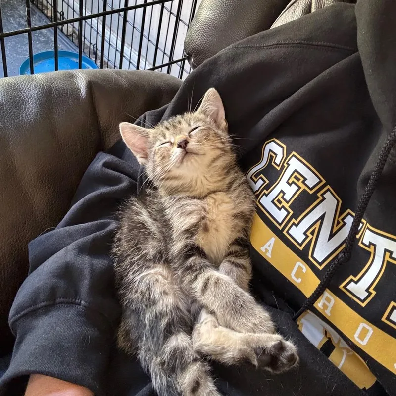 A baby small-sized female Brown / Chocolate Domestic Short Hair cat named Celeste for adoption in Evansville, IN