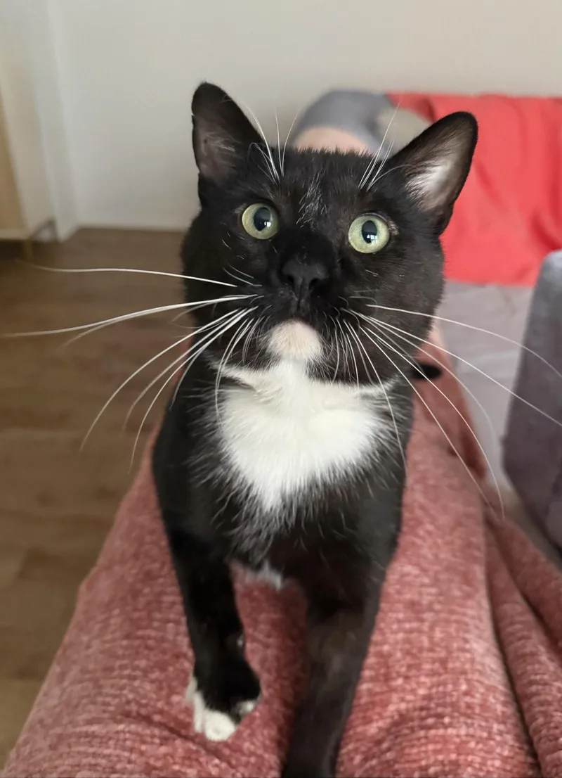 Kissyface thumbnail 2