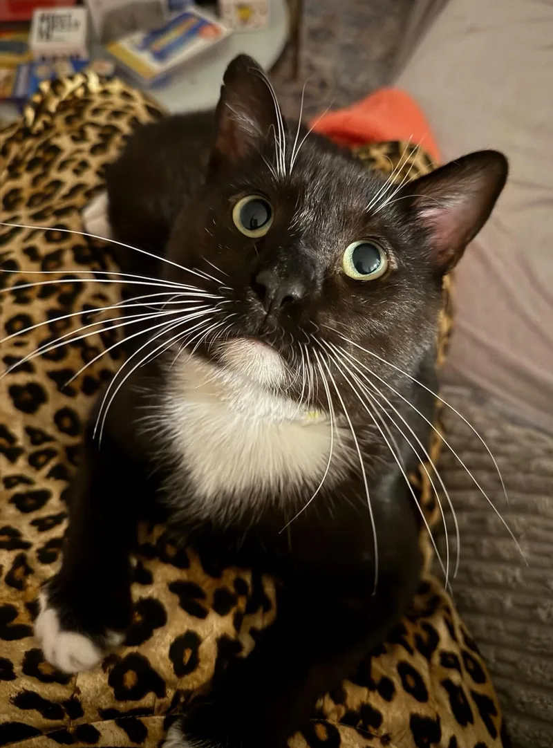 Kissyface thumbnail 4