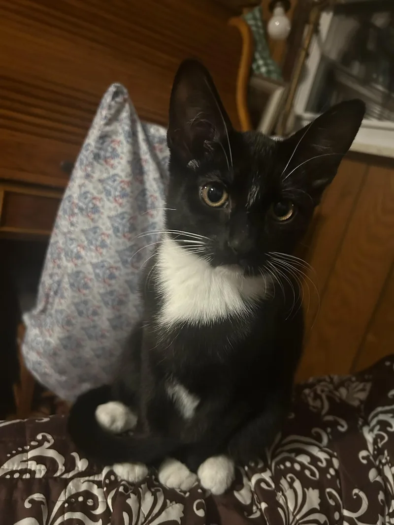 A young medium-sized male Black & White / Tuxedo American Shorthair cat named Tucker for adoption in Butler, PA