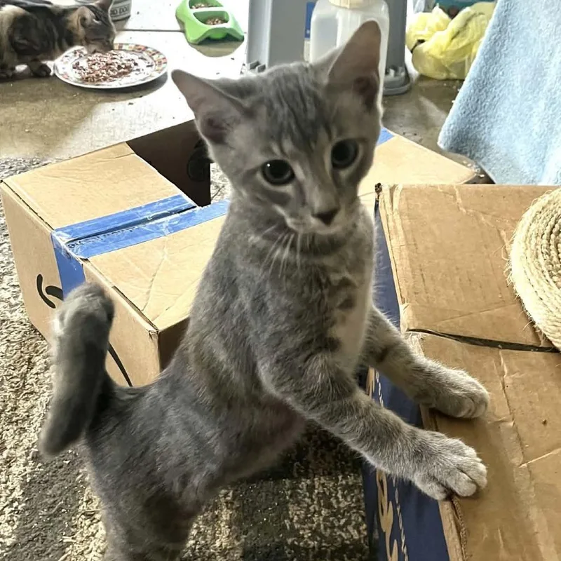 A young small-sized male Gray / Blue / Silver Domestic Short Hair cat named Gandalf for adoption in Greenville, PA