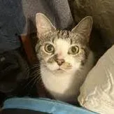 An adult medium-sized female White Domestic Short Hair cat named Banjo for adoption in South Elgin, IL