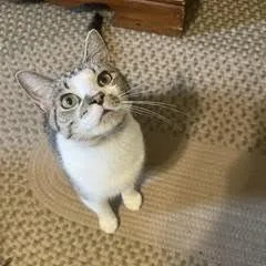 Banjo thumbnail 2