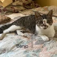 Banjo thumbnail 3