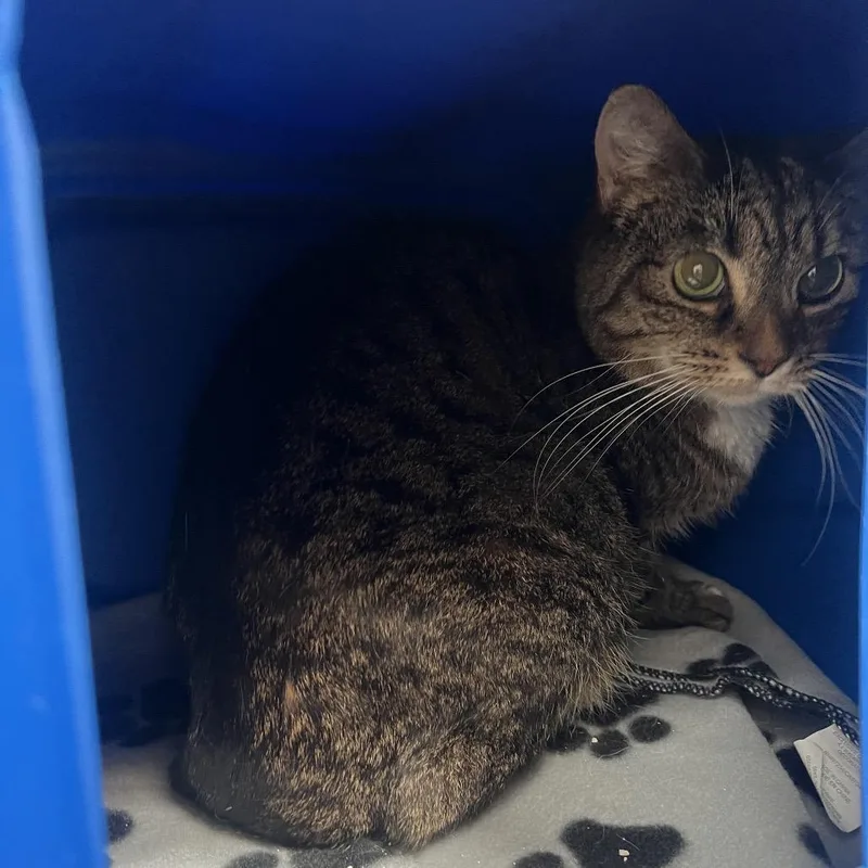 An adult medium-sized female Brown / Chocolate Domestic Short Hair cat named Camila for adoption in Riverside, CA