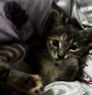 A baby small-sized female Domestic Short Hair cat named Zara for adoption in West Chester, PA