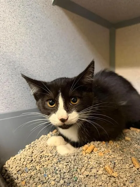 A baby small-sized female Domestic Short Hair cat named Amelia for adoption in Aliquippa, PA