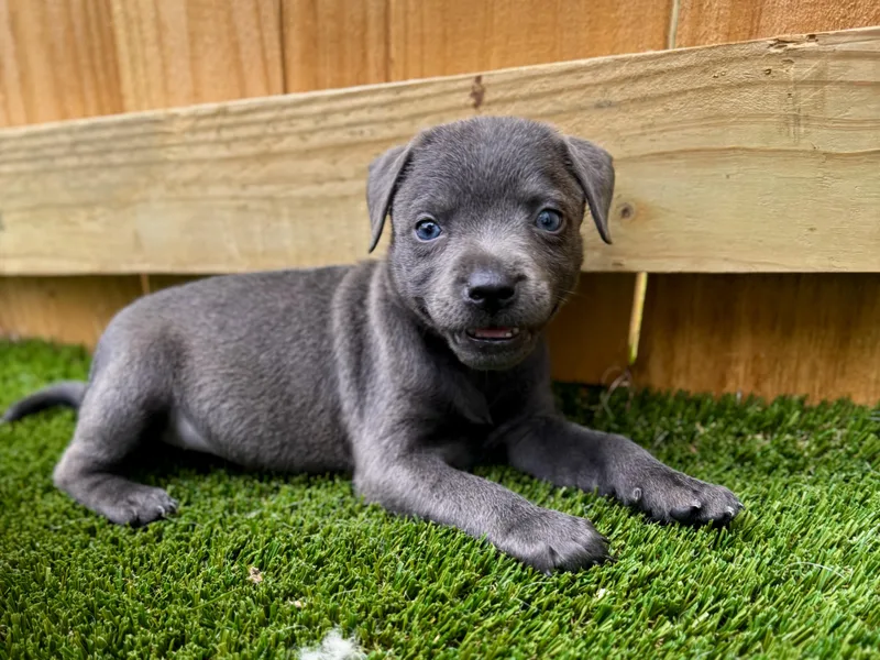 A baby medium-sized female Labrador Retriever dog named Daphne for adoption in Mount Juliet, TN
