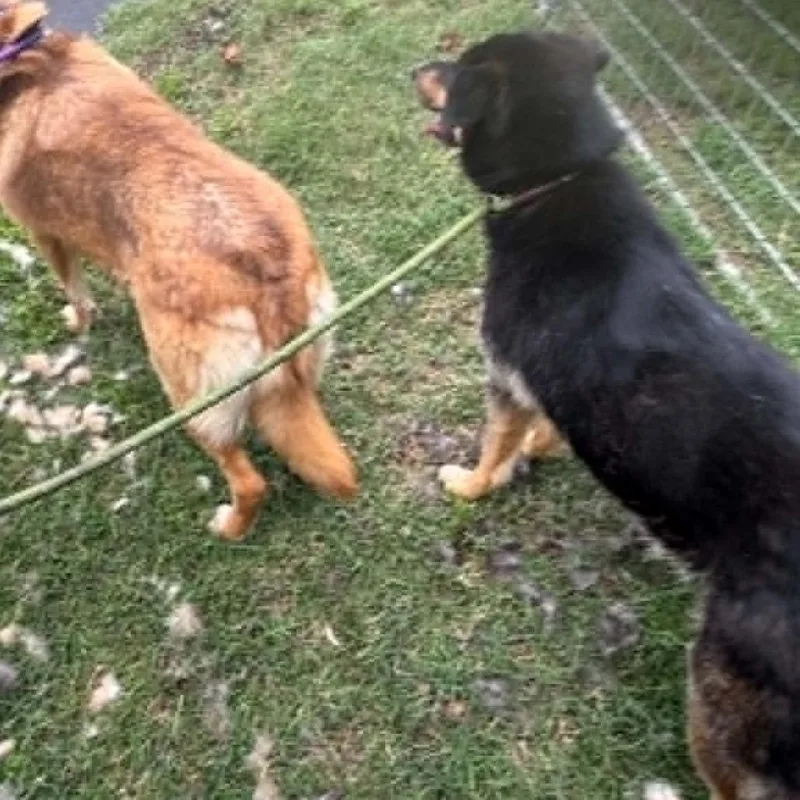 A young medium-sized female Black Mixed Breed dog named Harlow for adoption in Bartlett, TN