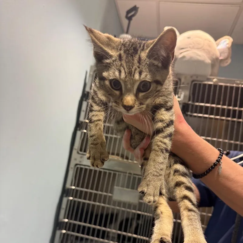 A baby small-sized male Buff / Tan / Fawn Domestic Short Hair cat named Onions for adoption in Chattanooga, TN