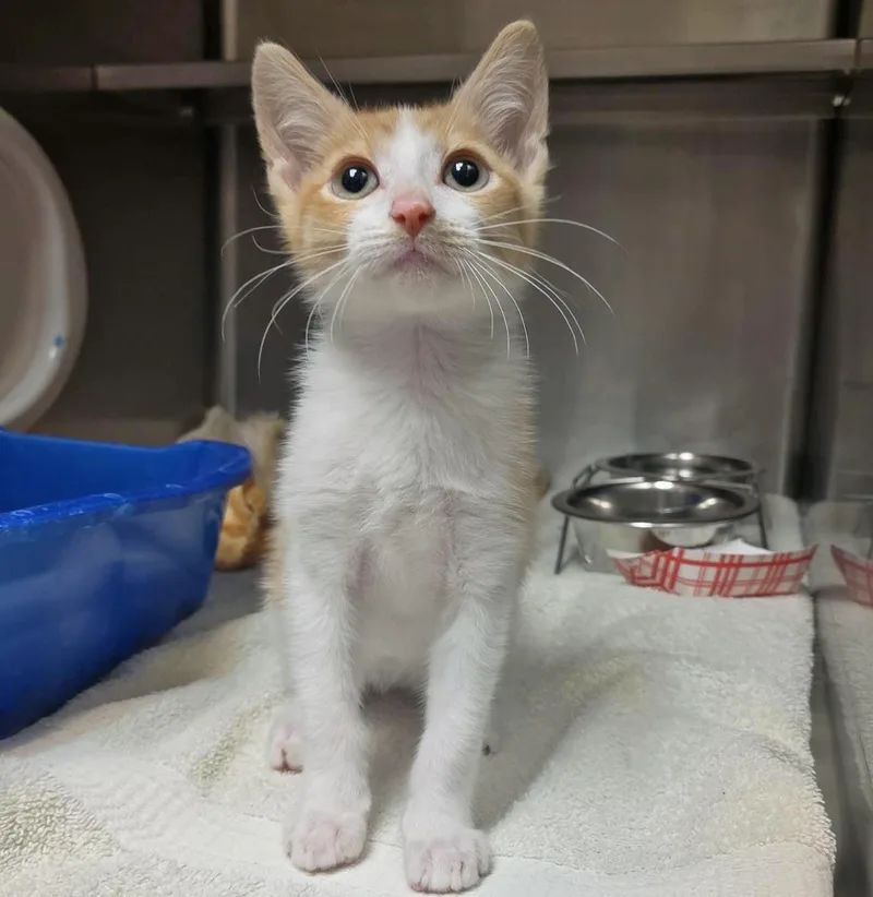 A baby small-sized male Domestic Short Hair cat named Auggie for adoption in Plover, WI