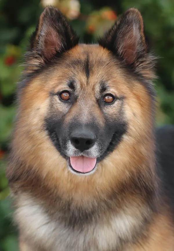 A young large-sized male Black German Shepherd Dog dog named Kudo Von Kempen for adoption in Los Angeles, CA