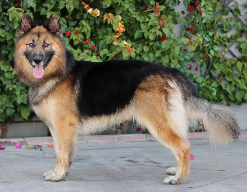 Kudo Von Kempen thumbnail 2