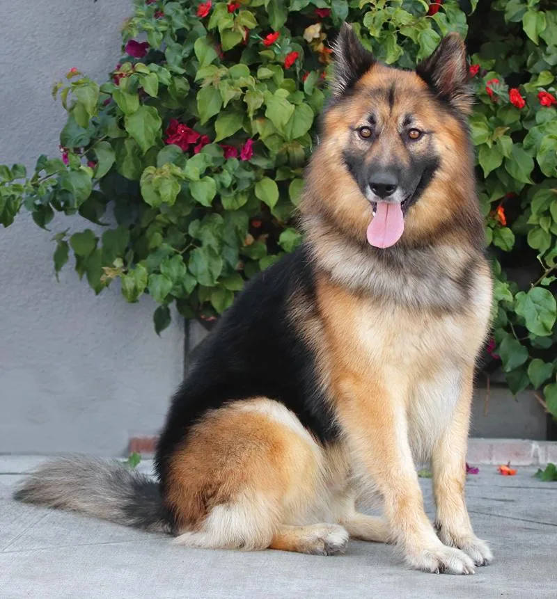 Kudo Von Kempen thumbnail 5