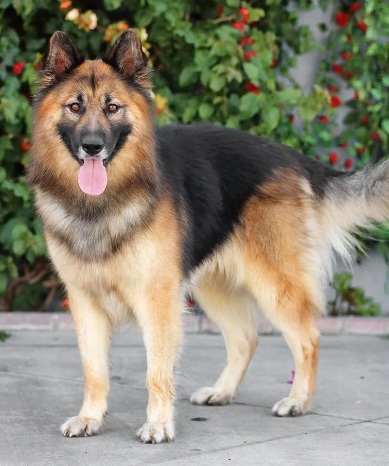 Kudo Von Kempen thumbnail 6